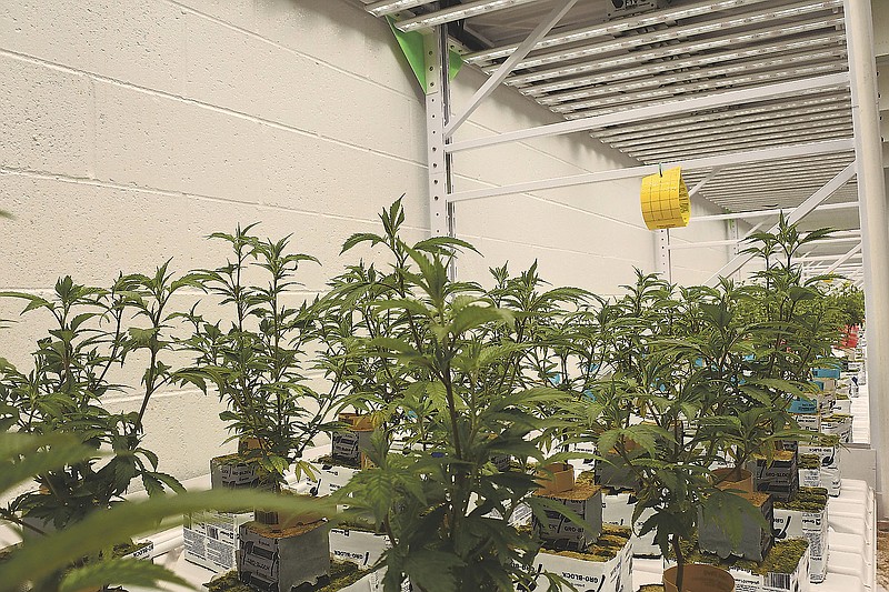 Medical marijuana plants mature in one of the flower rooms in place at River Valley Relief Cultivation's facility in Fort Smith Wednesday. 
(NWA Democrat-Gazette/Thomas Saccente)