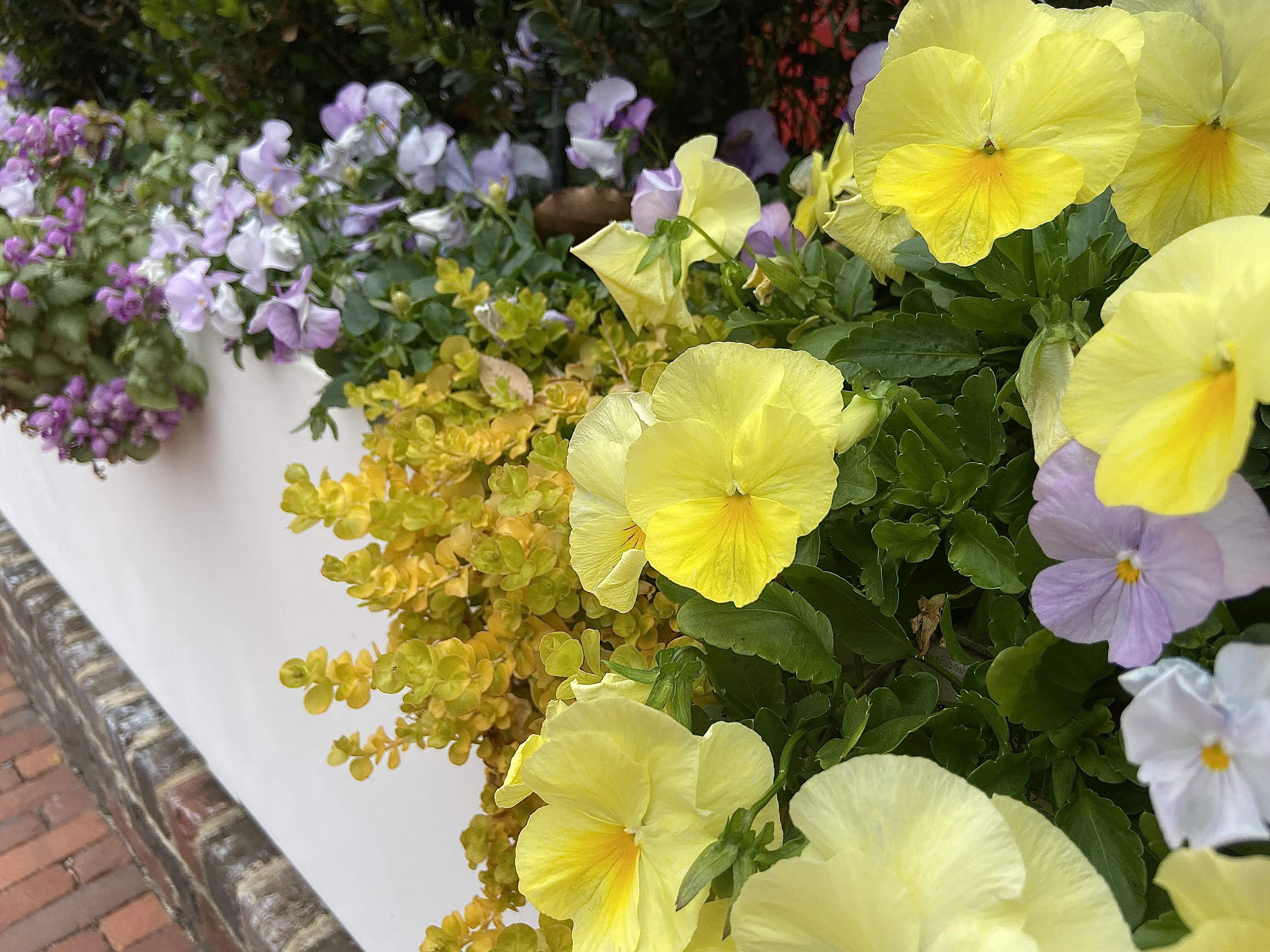 Four perennials add dazzle to cool-season containers - Vimarsana News