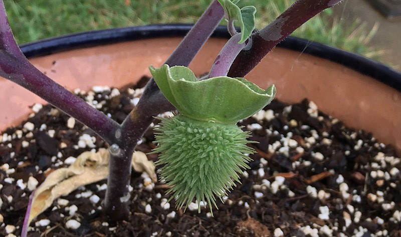 Removing the seed pod from this small Angel's Trumpet datura would allow the plant to put more energy into flower production. (Special to the Democrat-Gazette)