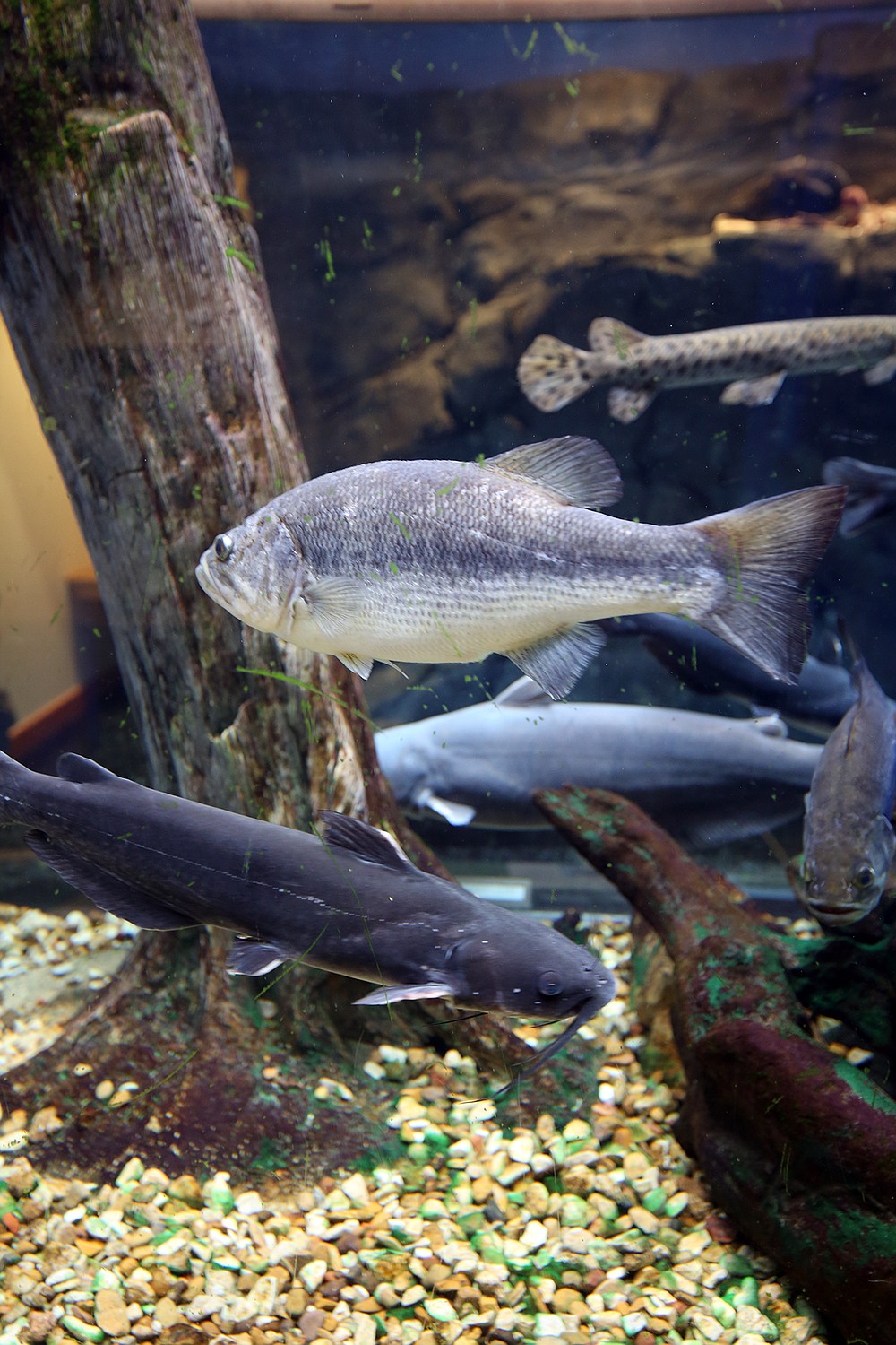 The 1,200-gallon aquarium at the Janet Huckabee Arkansas River Valley Nature Center offers an opportunity to see native fish from an up-close perspective. - Photo by Corbet Deary of The Sentinel-Record