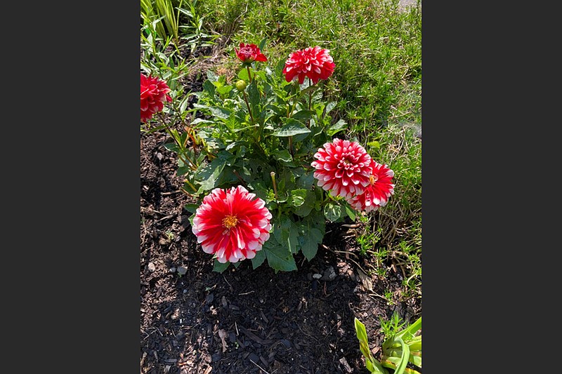Dahlias generally struggle in Arkansas' hot and humid summers. (Special to the Democrat-Gazette)