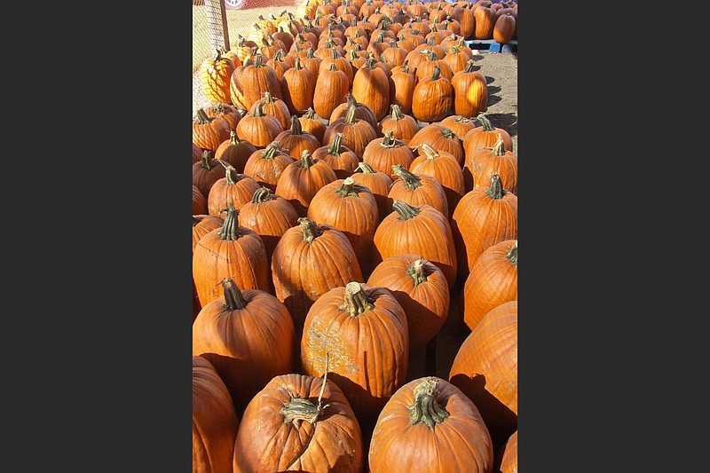 Schaefers Pumpkin Patch harvests piles of future jack-o’-lanterns. (Special to the Democrat-Gazette/Marcia Schnedler)