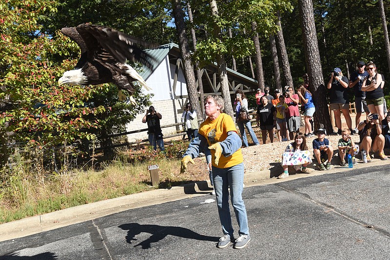 A bald eagle takes flight on Sept. 27 at Hobbs State Park-Conservation Area released by long-time wildlife rehabilitator Lynn Sciumbato. She treated the eagle and brought it back to health after it was found stricken with lead poisoning in Carroll County last winter. 
(NWA Democrat-Gazette/Flip Putthoff)