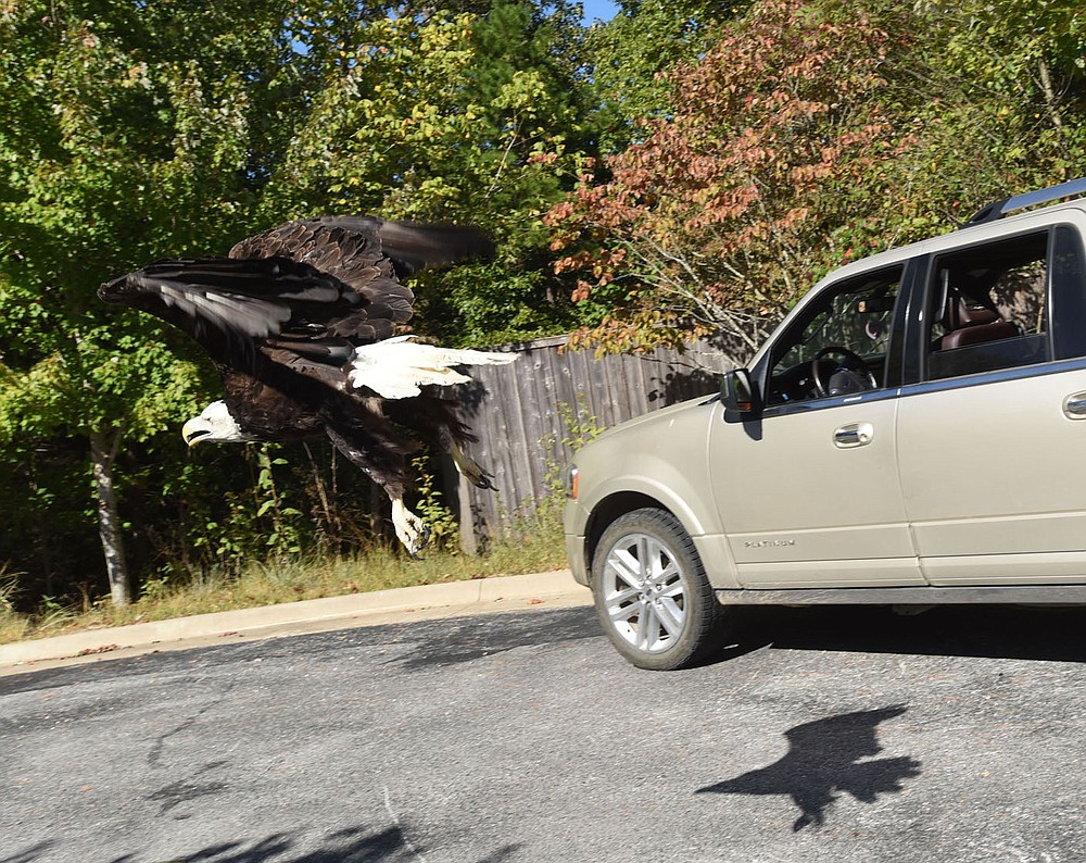 The eagle flies past Sciumbato's vehicle on Sept. 27 after its release.
(NWA Democrat-Gazette/Flip Putthoff)