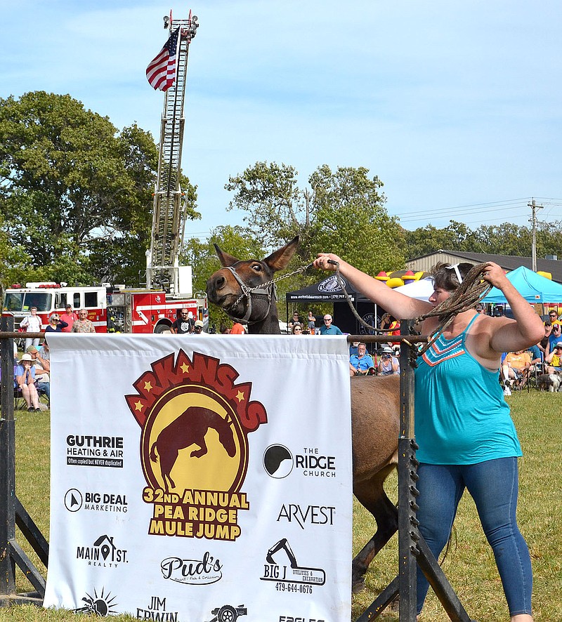 TIMES photograph by Annette Beard
Miss Kitty decided enough was enough as she balked at 56 inches during the pro jump Saturday in the 32nd annual Pea Ridge Mule Jump. Owner Cyndi Nelson said she has cleared 63 inches flat footed and 72 inches with a running start. For more photographs, go to https://tnebc.nwaonline.com/photos/.