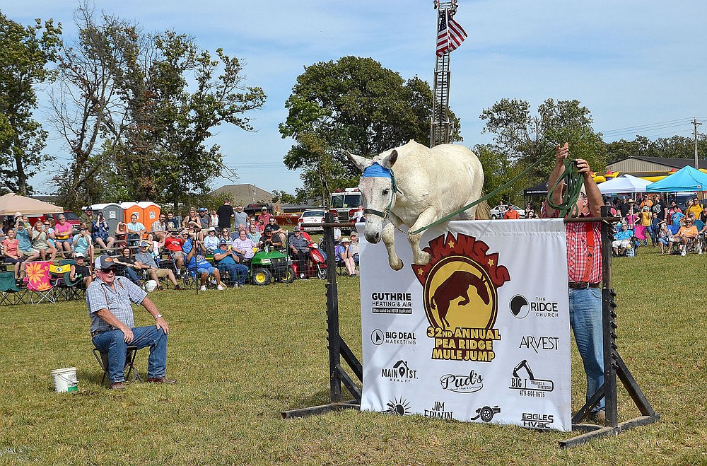 TIMES photograph by Annette Beard
Pedro, the little mule who could, cleared the 56-inch jump Saturday winning the pro jump. "Preacher" Richie Dement from Centerville, Mo., won the Montana belt buckle, $1,000, and the blue ribbon as well as bragging rights. For more photographs, go to https://tnebc.nwaonline.com/photos/.