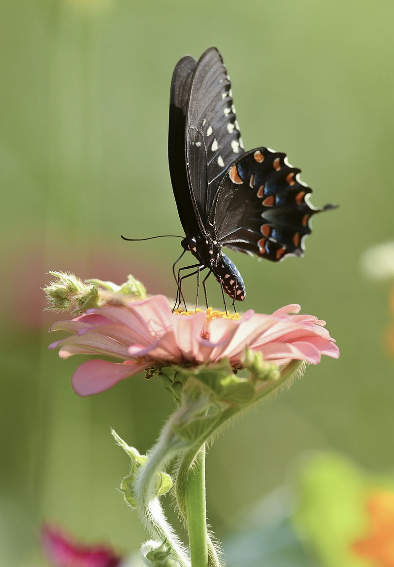 A swallowtail butterfly settles on zenia, Friday, August 27, 2021 at Sacred Hollow Farm in Lowell. The pandemic forced Caleb Schoeppe and his partner Sydney Sloan to take a hard look at their lives and they decided they didn't really like what they saw - so Caleb quit his corporate job, Sydney stopped styling hair, and they opened up a u-pick wildflowers business on their acreage. Check out nwaonline.com/210830Daily/ for today's photo gallery. 
(NWA Democrat-Gazette/Charlie Kaijo)