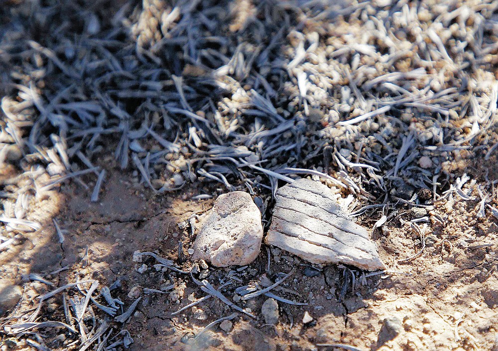 This Saturday, Sept. 25, 2021, photo shows a corrugated pottery shard at Aztec North, an unexcavated great house at Aztec Ruins National Monument near Aztec, N.M. (Noel Lyn Smith/The Daily Times via AP)