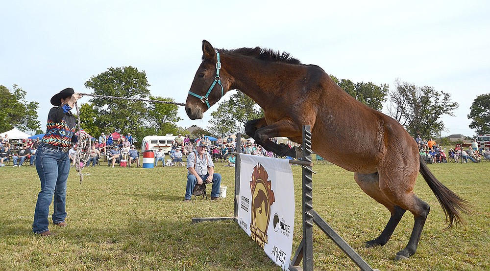 Heather Lutke of Big Cabin, Mo., shows off Halo's skills in the jump. She said Halo is more than 25 years old.