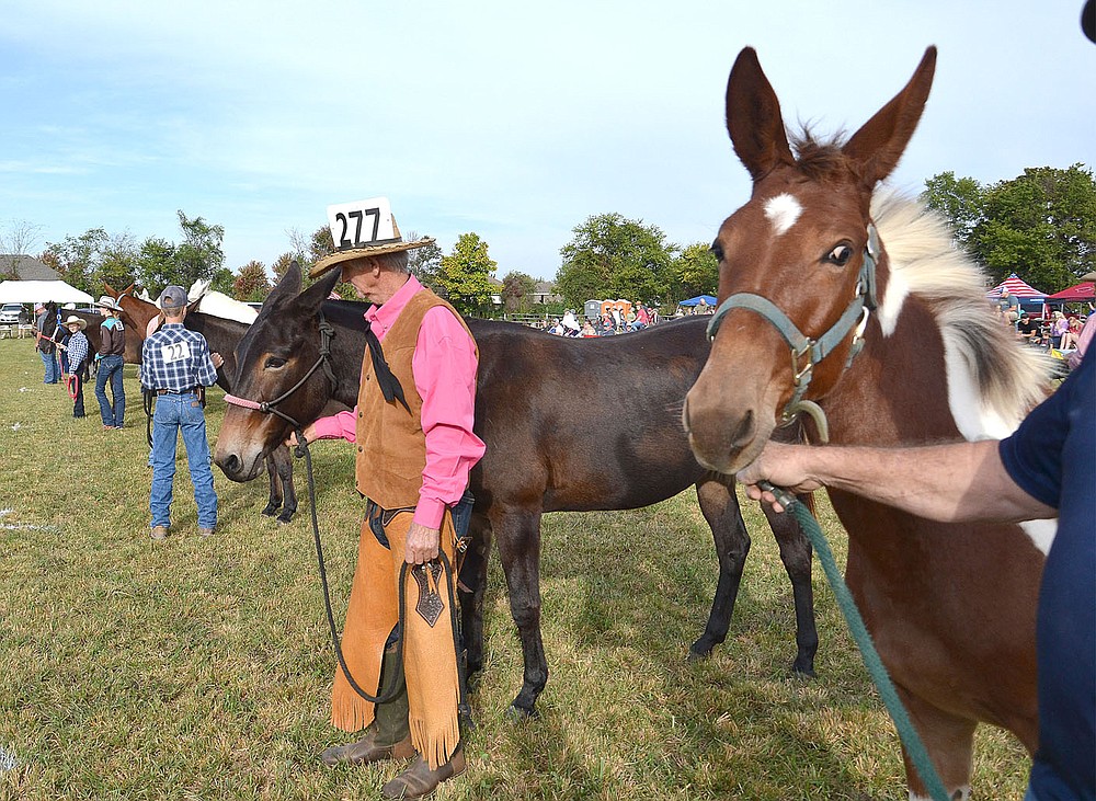 Shasta, a 1-year-old, watches apprehensively during the halter class judging for owner Rick McCrary of Pea Ridge.