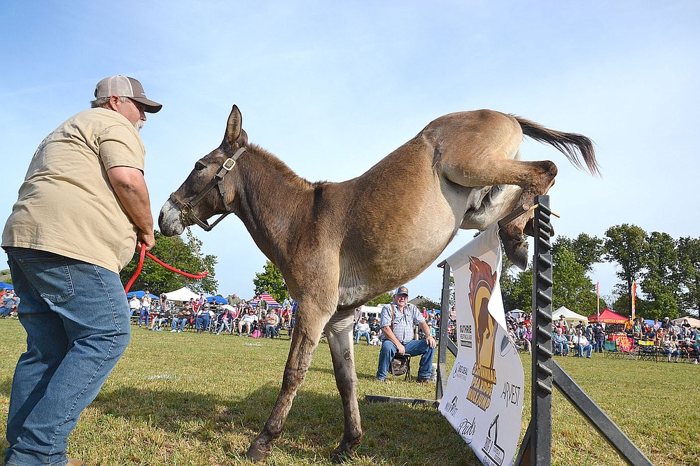 Jerry Nelson encouraged his mule to clear the jump Saturday, Oct. 9, 2021, in the 32nd annual Pea Ridge Mule Jump. Nelson, of Cameron, Mo., is a regular competitor at the event.