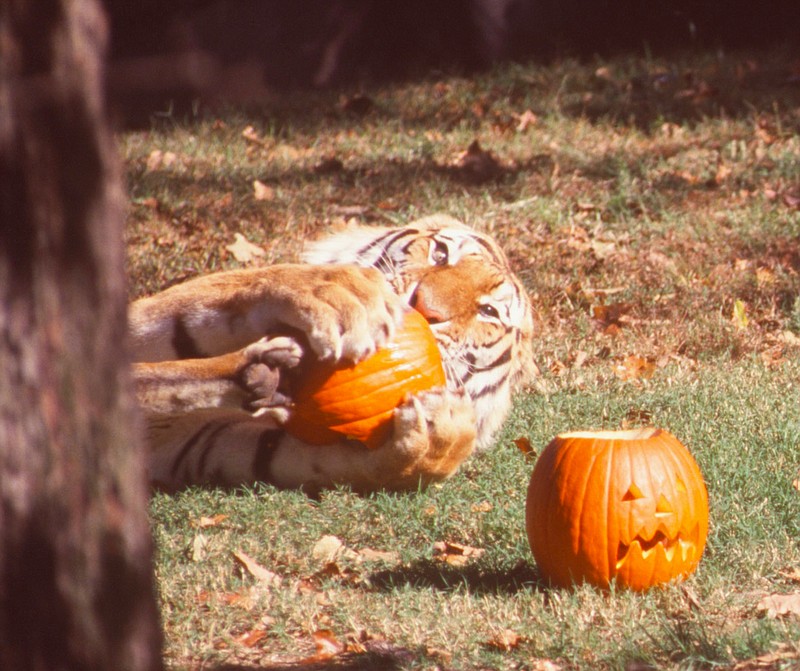 Dmitri, one of the Little Rock Zoo's two Siberian tigers, plays with a pumpkin Oct. 22, 1999. Zookeepers gave Dmitri and his brother, Serge, decorated pumpkins stuffed with meat as Halloween treats to kick off Boo at the Zoo. Until Oct. 31, the zoo will be open evenings for trick or treaters to enjoy  live entertainment, a haunted cat house, carnival rides, food and lighted Halloween displays. A costume contest will be held nightly at 8 p.m.