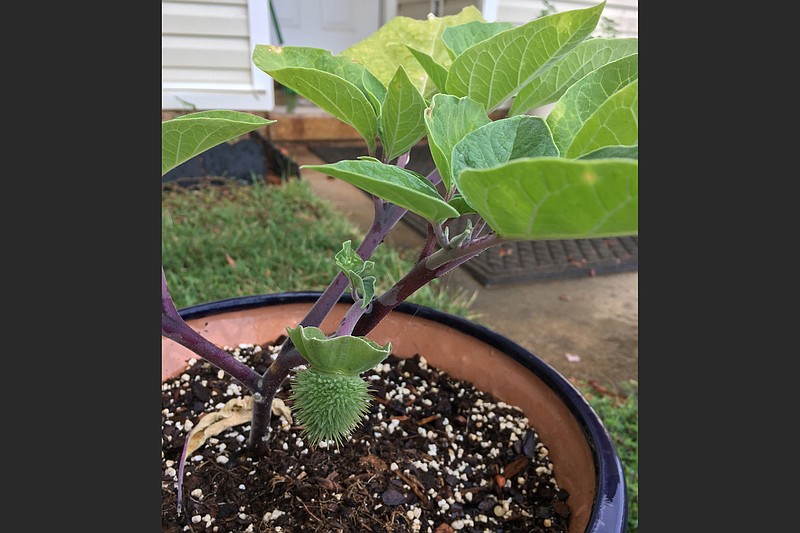 Removing the seed pod from this small Angel's Trumpet datura would allow the plant to put more energy into flower production. (Special to the Democrat-Gazette)