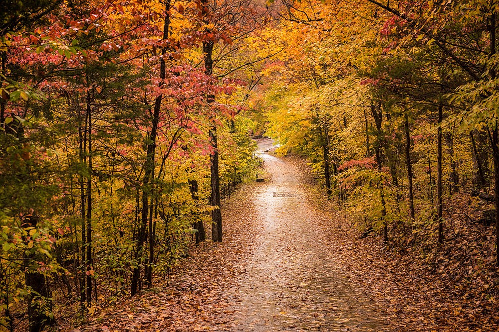 Painted In The Trees Fall foliage coming soon to Arkansas byways