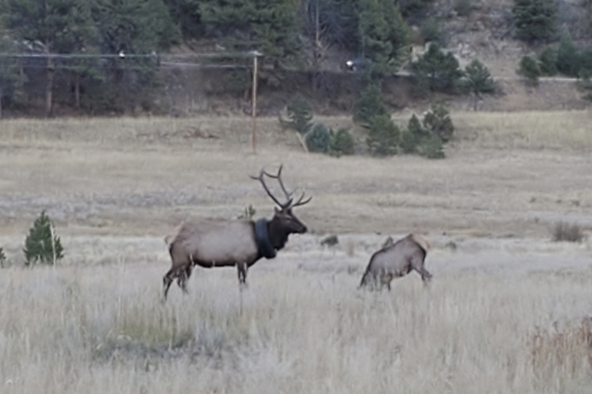 Elk roaming Colorado with tire around neck for 2 years freed - Vimarsana News
