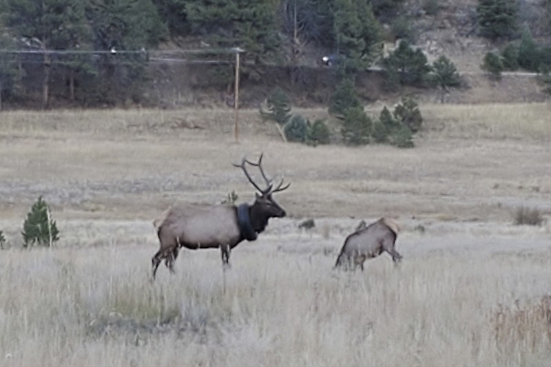 This undated photo provided by Colorado Parks and Wildlife shows an elusive elk that has been wandering the hills with a car tire around its neck for at least two years that has now finally been freed of the tire. The 4 1/2-year-old, 600-pound (272-kilogram) bull elk was spotted near Pine Junction southwest of Denver on Saturday, Oct. 9, 2021, and tranquilized, according to Colorado Parks and Wildlife. CPW officers had to cut the elk&#x2019;s five-point antlers off to remove the encumbrance because they couldn&#x2019;t cut through the steel in the bead of the tire. (Colorado Parks and Wildlife via AP)