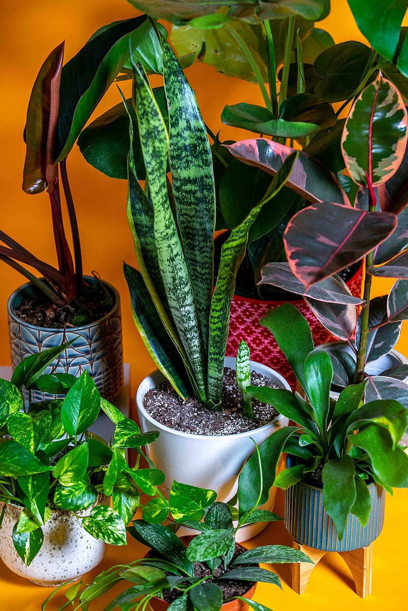 Golden pothos, Philodendron Congo Rojo, Snake Plant, Monstera, Ruby rubber tree, staghorn fern and Hoya pubicalyx. MUST CREDIT: Photo for The Washington Post by Mariah Miranda