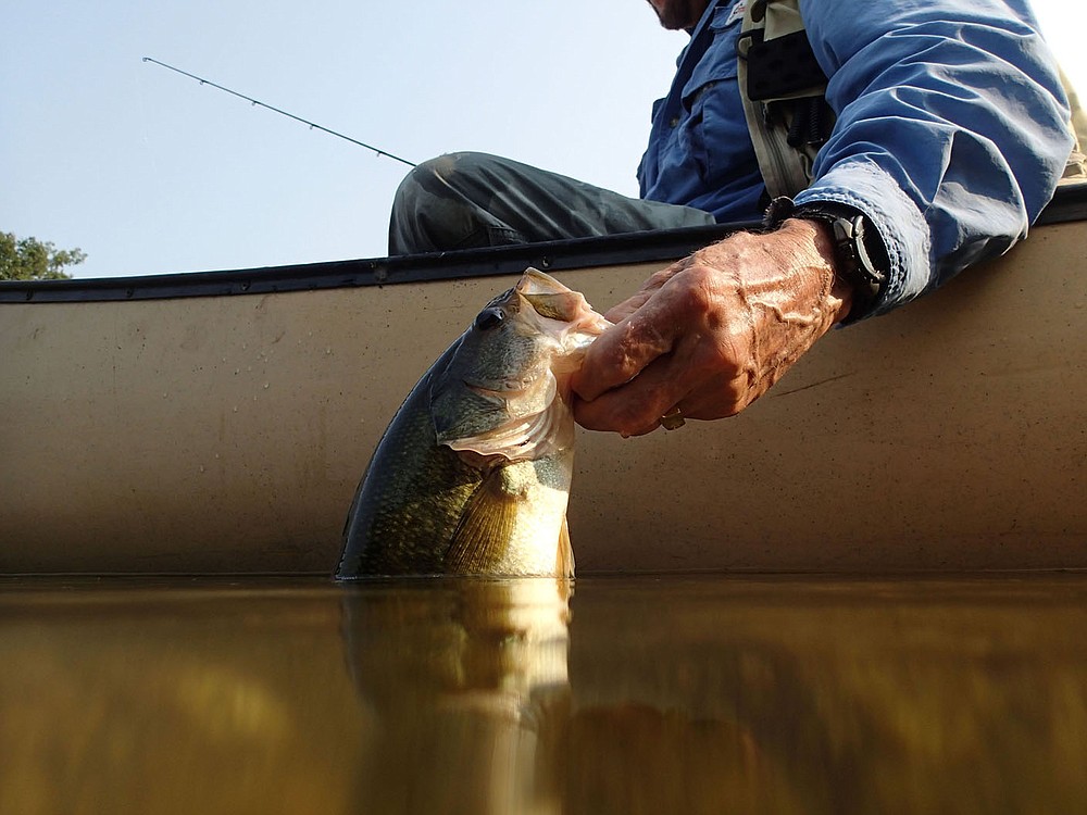 Russ Tonkinson releases a largemouth bass he caught Sept. 10 2021 on the Elk River. Good numbers of smallmouth bass and Ozark bass were caught and released, but largemouth bass grow big in the stream as well.  (NWA Democrat-Gazette/Flip Putthoff)