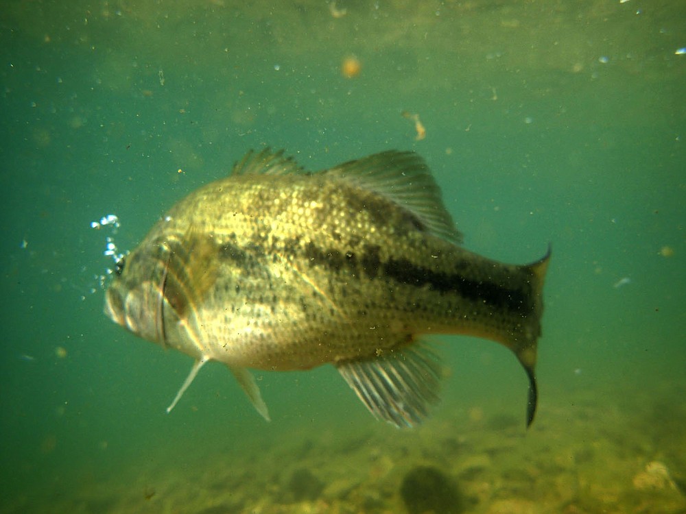 An Elk River largemouth bass swims away Sept. 10 2021 after being released. A Whopper Plopper top-water lure drew strikes from smallmouth and largemouth bass.  (NWA Democrat-Gazette/Flip Putthoff)