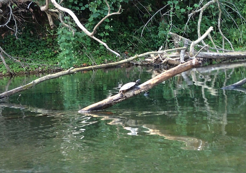 Trees and branches in the Elk River are good habitat.  (NWA Democrat-Gazette/Flip Putthoff)