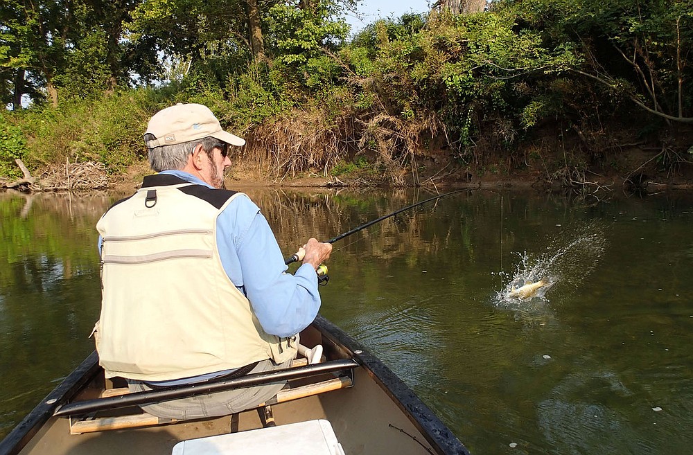 A smallmouth bass hits Tonkinson's top-water lure on Sept. 10 2021 during an Elk River float trip.  (NWA Democrat-Gazette/Flip Putthoff)