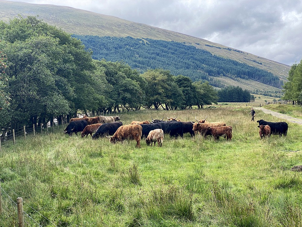 Grazing Highland cattle and verdant hills are a familiar scene along the West Highland Way, a 96-mile hiking route in Scotland. (The Washington Post/Kathryn Streeter)