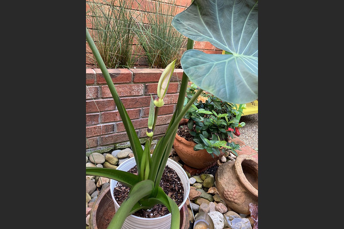 picture of money tree plant Money Tree Plants Pachira aquatica 8" Pot / Self Watering / With Pot