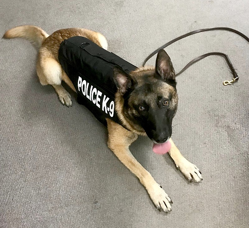 SUBMITTED Gentry Police Department’s K9, Harry, received a bullet and stab protective vest thanks to a charitable donation from nonprofit organization Vested Interest in K9s Inc. K9 Harry’s vest was sponsored by Nancy Coleman of Aldan, Pa., and embroidered with the sentiment, “Born to Love-Trained to Serve-Loyal Always.”
