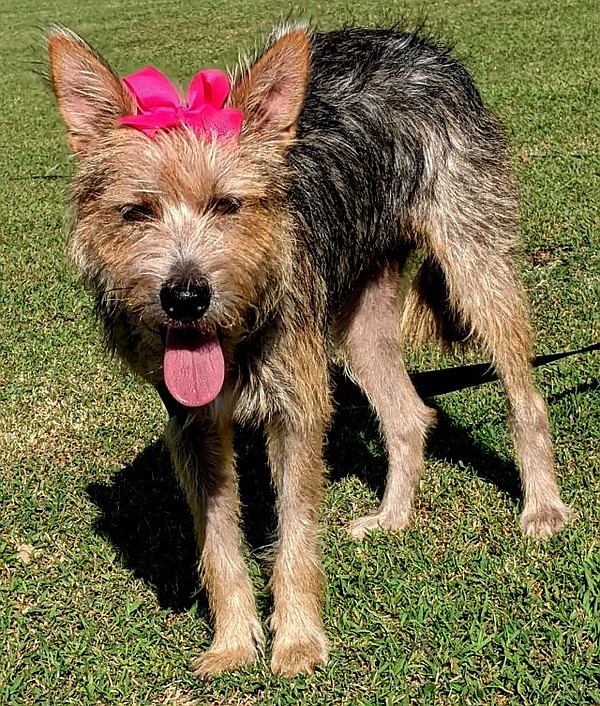 Dog up for adoption Westside Eagle Observer