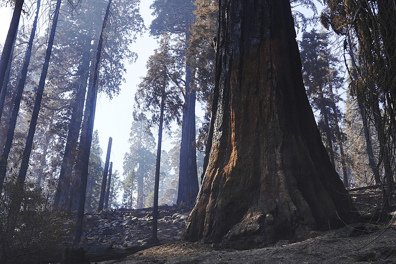 FILE - In this Oct. 15, 2021, file photo a giant sequoia, right, shows blackened scarring from the forest fire, seen during a media tour of Redwood Canyon in Kings Canyon National Park, Calif. The California highway connecting visitors to the world's two largest sequoia trees remains closed so crews can remove as many as 10,000 trees weakened by wildfires, drought, disease or age. (Eric Paul Zamora/The Fresno Bee via AP, File)