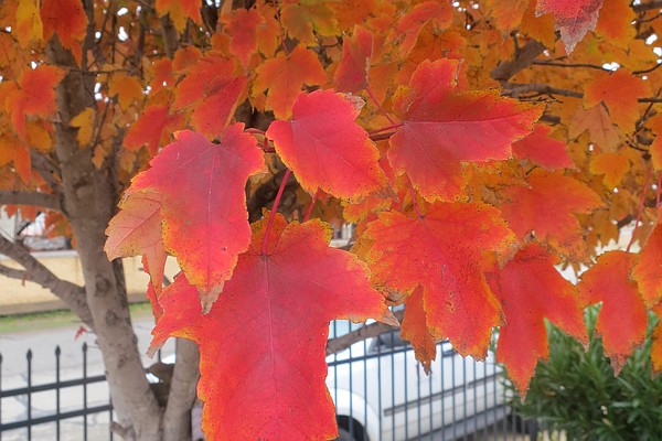 Autumn bringing colorful foliage - Vimarsana News
