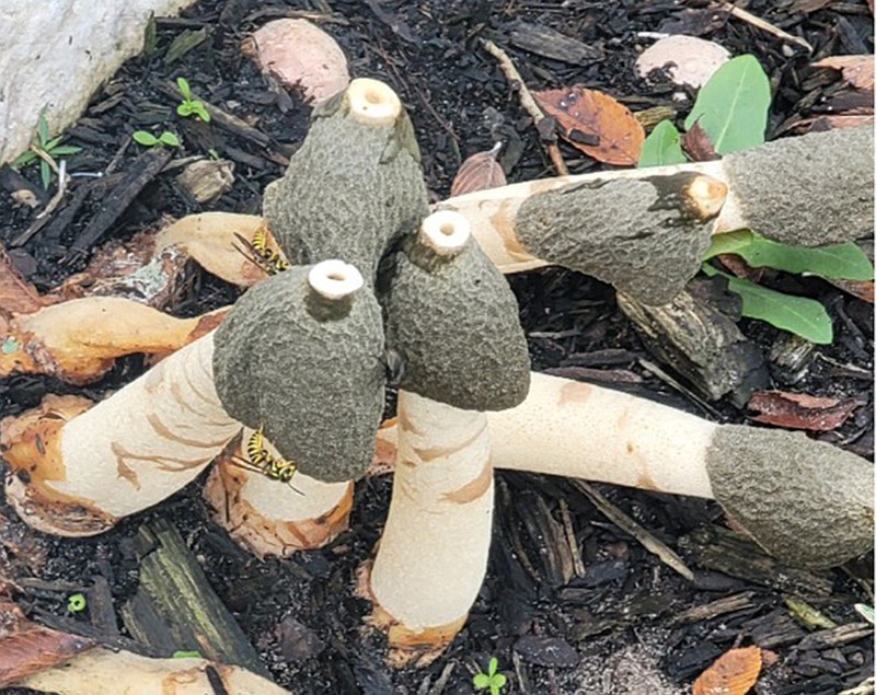 Stinky stinkhorn mushrooms benefit gardens by breaking down organic matter in soil.
(Special to the Democrat-Gazette)