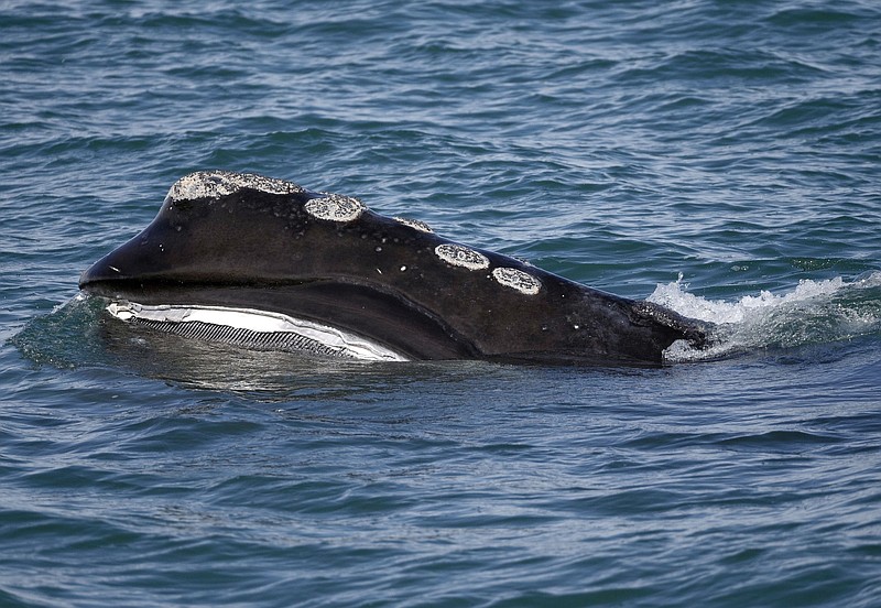 FILE - In this March 28, 2018, file photo, a North Atlantic right whale feeds on the surface of Cape Cod bay off the coast of Plymouth, Mass. The population of North Atlantic right whales has dipped to the lowest level in two decades, according to the North Atlantic Right Whale Consortium. (AP Photo/Michael Dwyer, File)