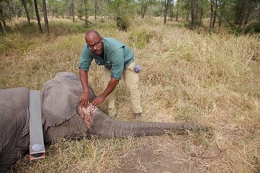 Why no tusks? Poaching tips scales of elephant evolution