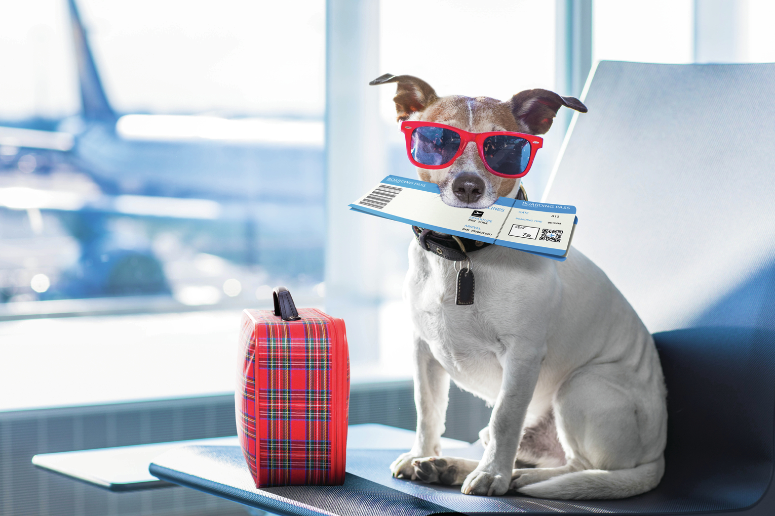 Flying with your pet? It just got a lot more difficult - Vimarsana News