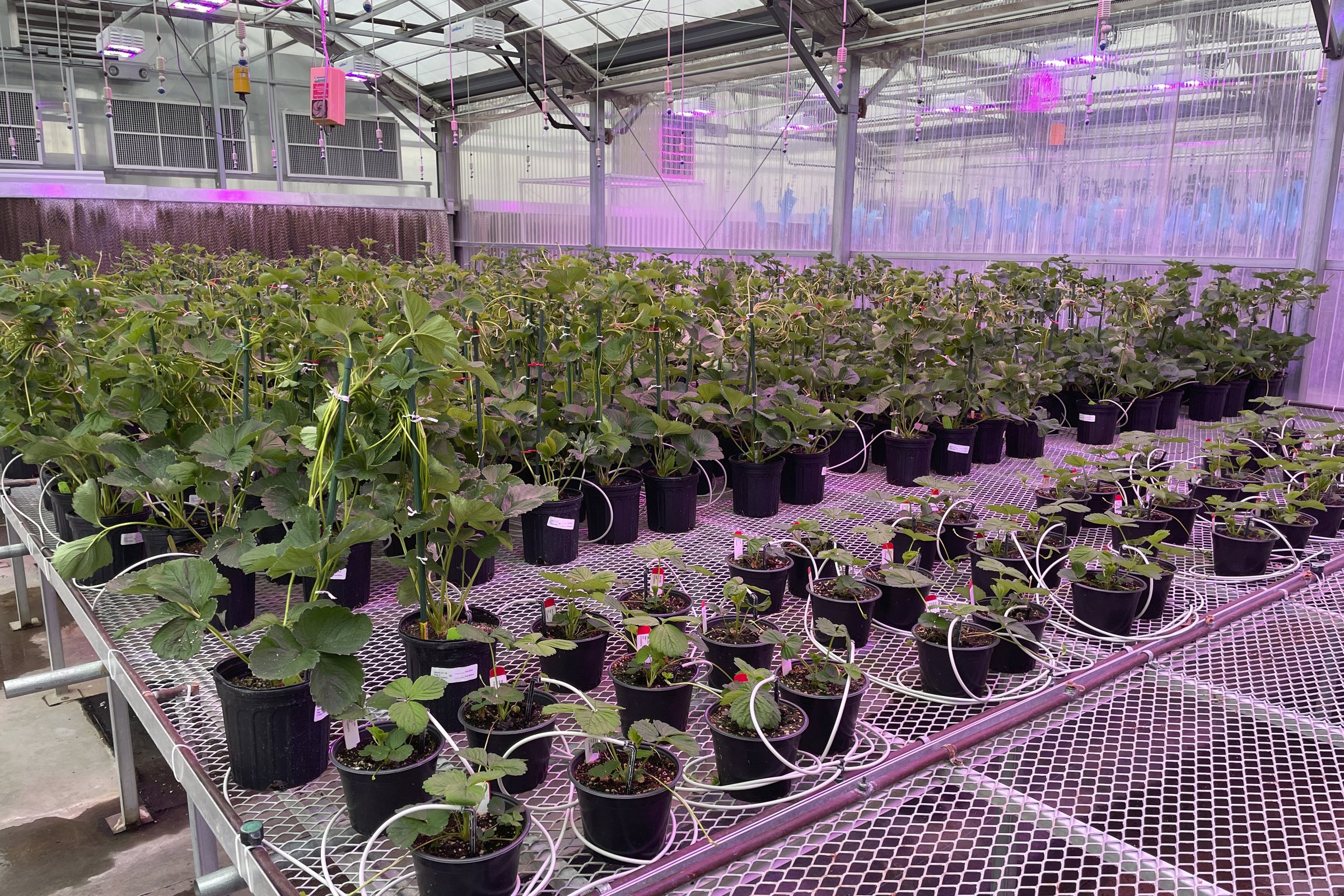Companies hope use of gene-editing on strawberries will reduce waste - Vimarsana News