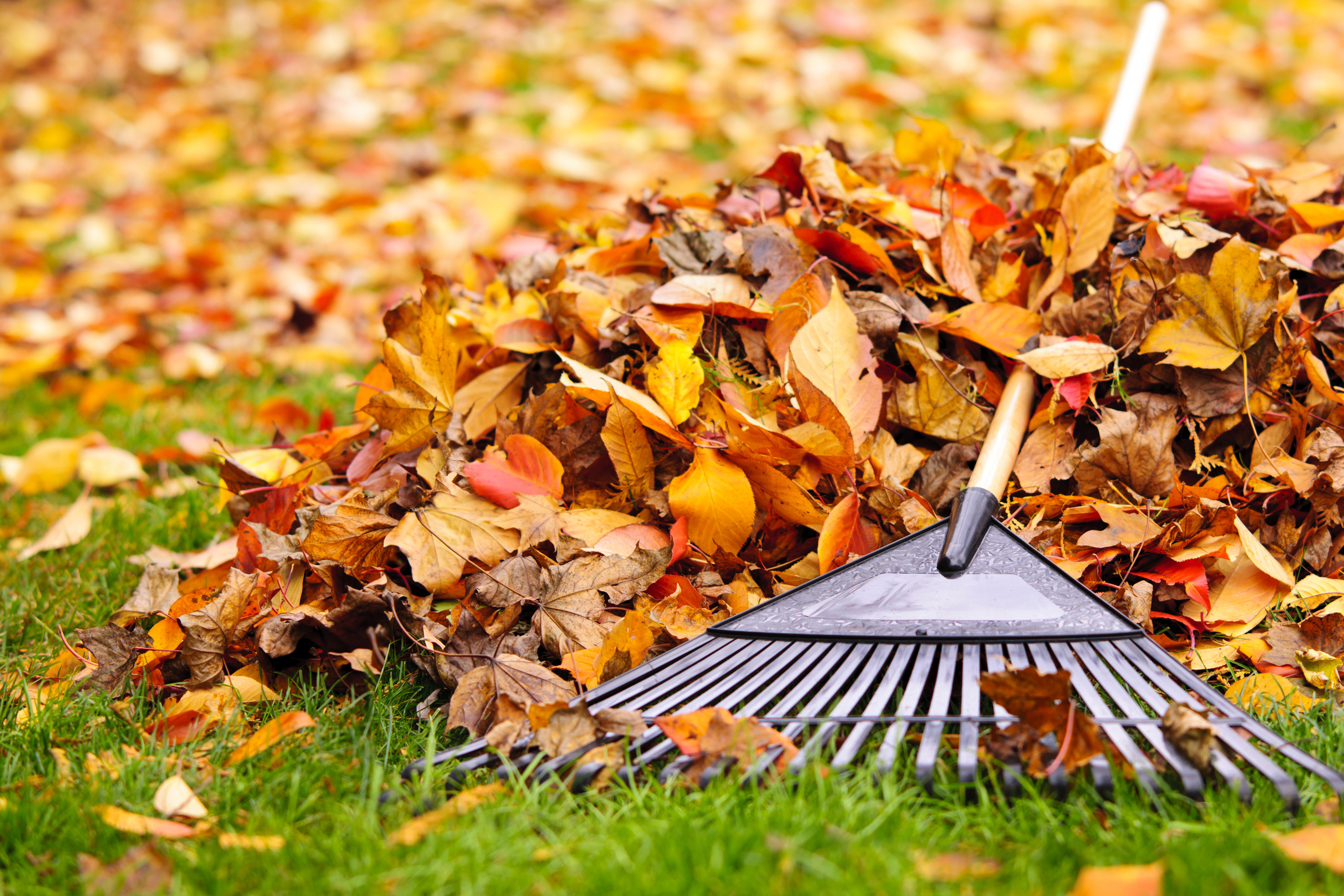 Top reasons to avoid raking leaves this fall - Vimarsana News