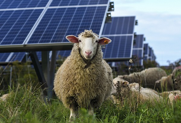 Bees Sheep Crops Solar Developers Tout Multiple Benefits