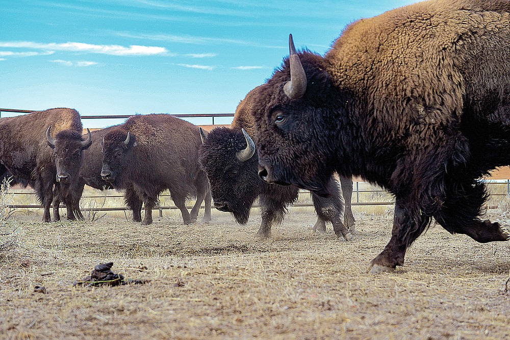 Chippewa Cree Tribe bison return to tribal lands in Montana