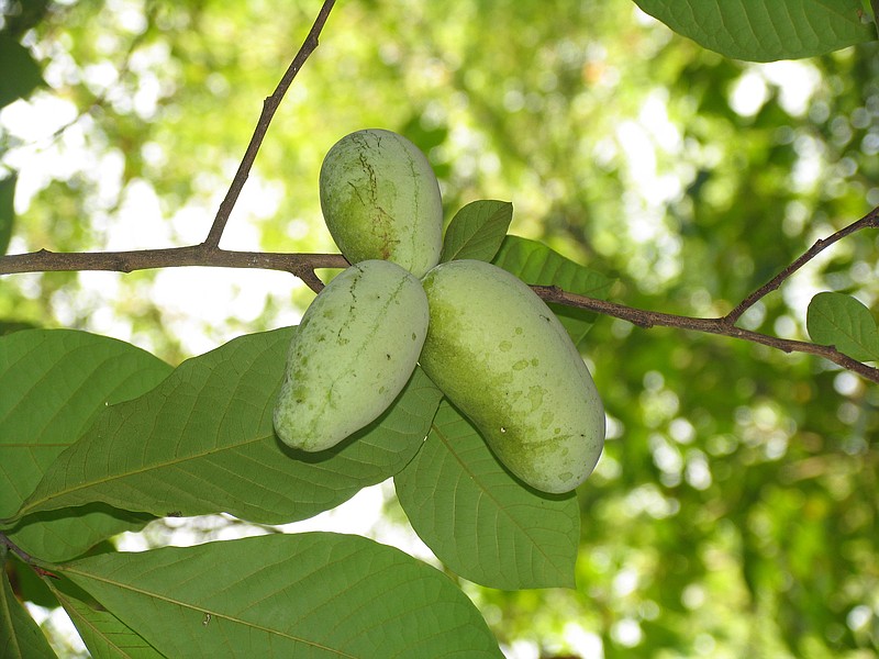 Pawpaw is a native tree, and the fruits (seen here) contain seeds that might germinate, if treated properly.
(Democrat-Gazette file photo)