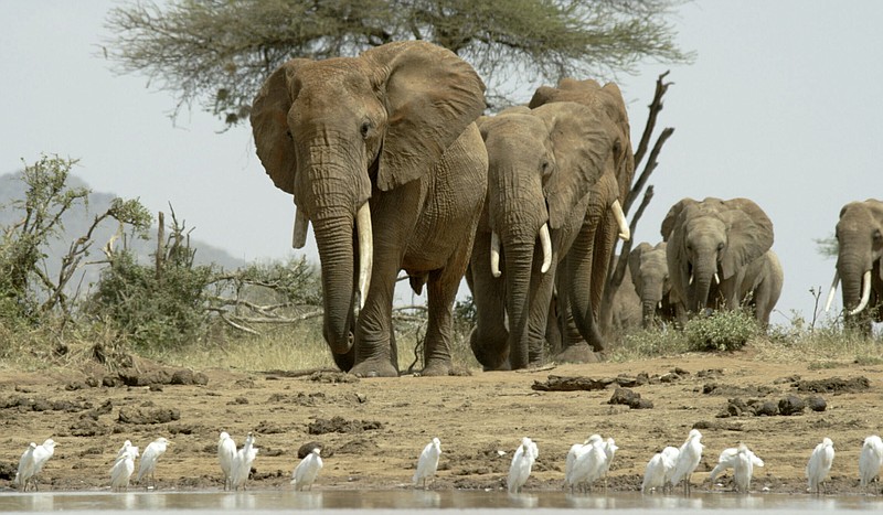Elephants approach a waterhole in Tsavo East National Park, Kenya, in a scene from the documentary series “Nature.” The PBS series is celebrating its 40th anniversary this season. (Waterhole Films Ltd/PBS via AP)