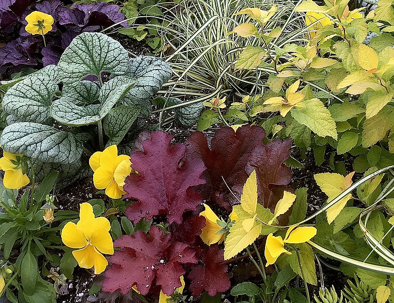 The gentle cool season allows shade loving plants like Dolce Cherry Truffles heuchera and Queen of Hearts brunnera to be grown in full sun.  (TNS/Norman Winter)