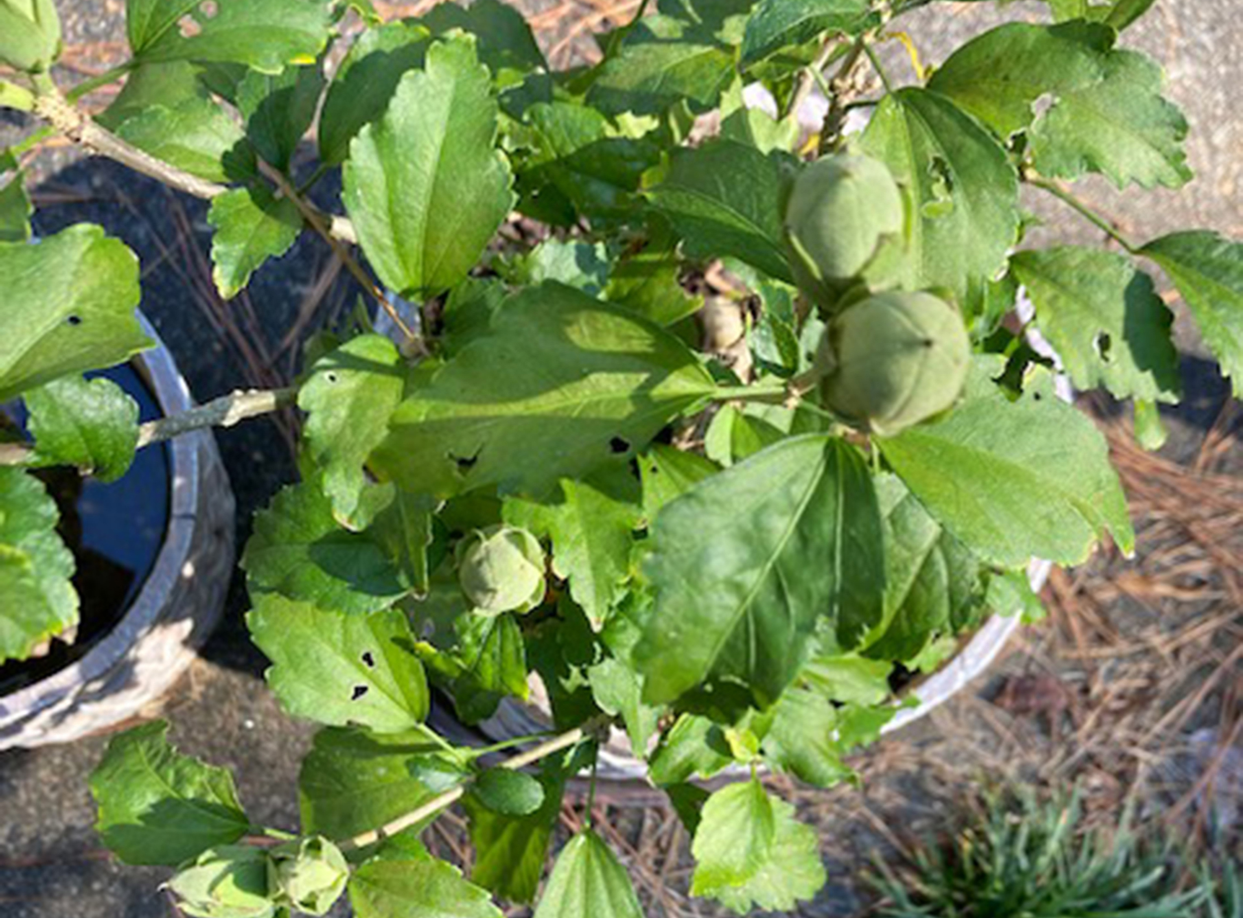 IN THE GARDEN: Large green seed pods on hibiscus will brown before opening - Vimarsana News