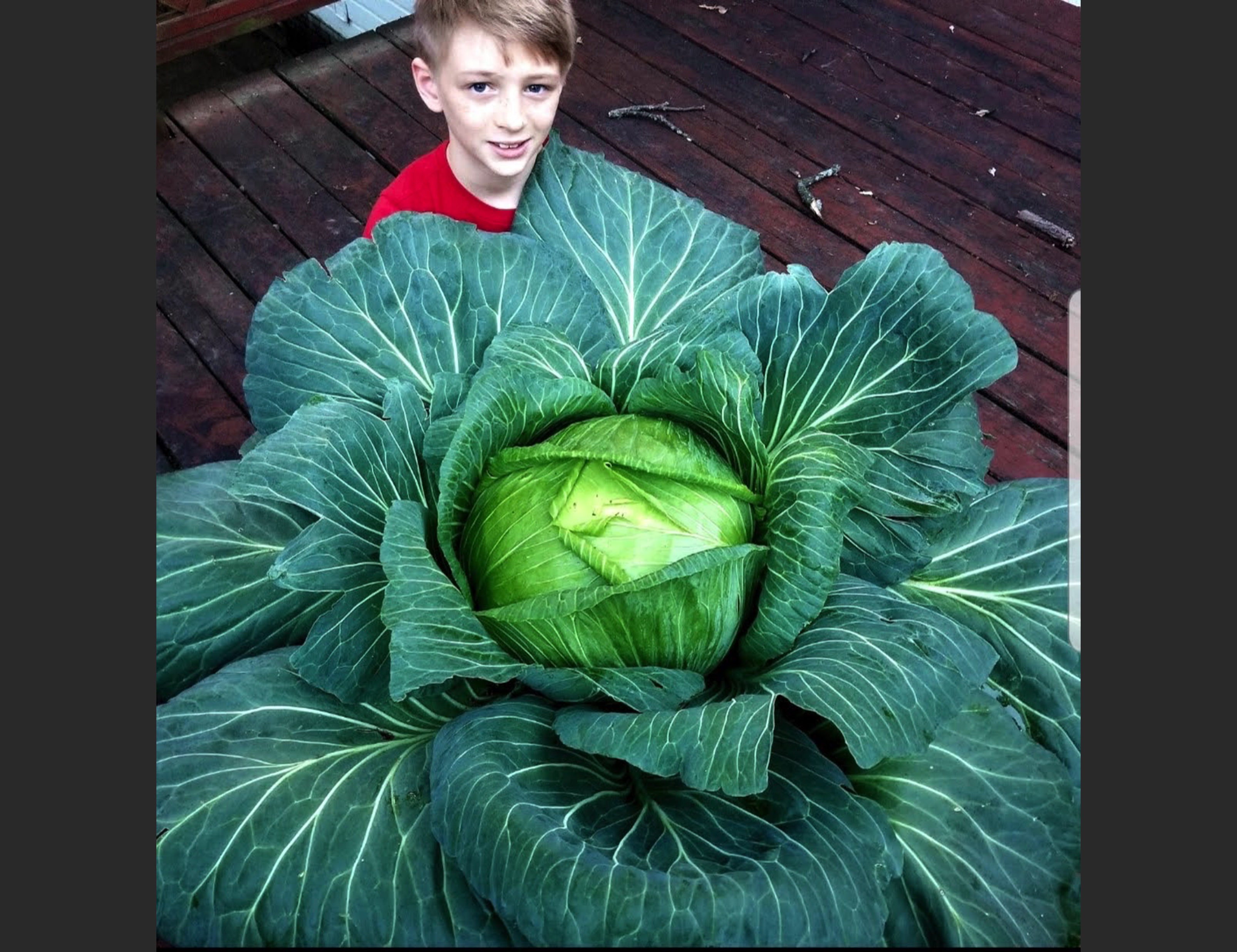 Growing heads: Third-graders take part in remote-friendly Cabbage Program contest - Vimarsana News