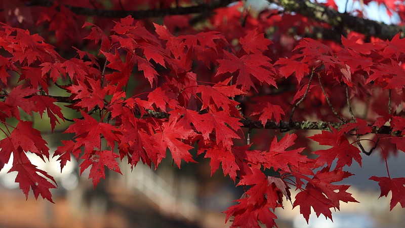 Maple at its most intense red at the C.A. Vines Arkansas 4-H Center. (Special to The Commercial/University of Arkansas System Division of Agriculture)