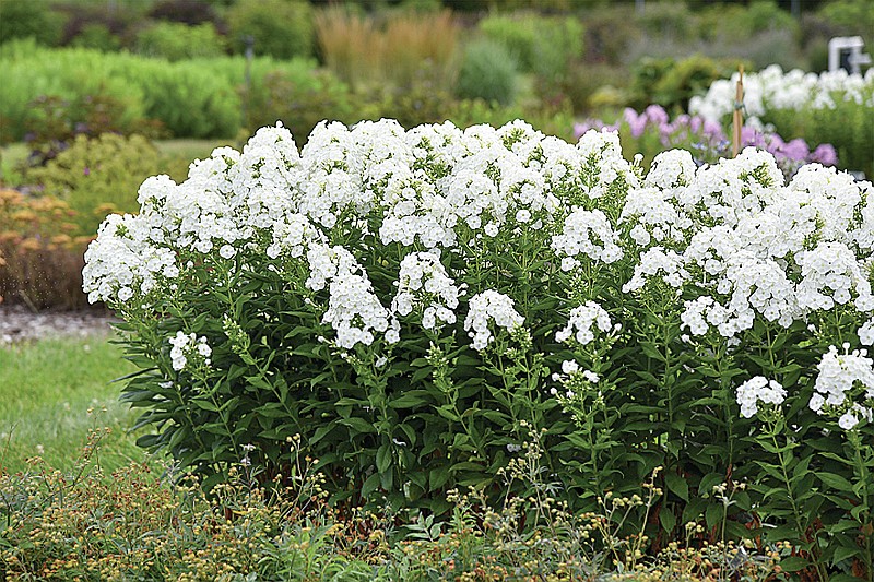 Tall garden phlox are native to 36 states and this new Luminary Backlight variety promises to deliver over the long hot summer bringing in bees, butterflies and hummingbirds. (Norman Winter/TNS)