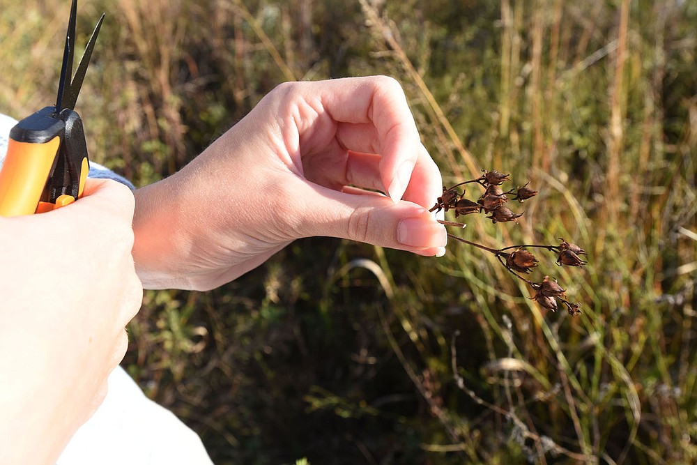 Seeds are clipped from native plants for distribution and planting around the region. Collectors are trained only to take a certain number of seeds from a plant. Remaining seeds grow more plants and are food for wildlife.
(NWA Democrat-Gazette/Flip Putthoff)