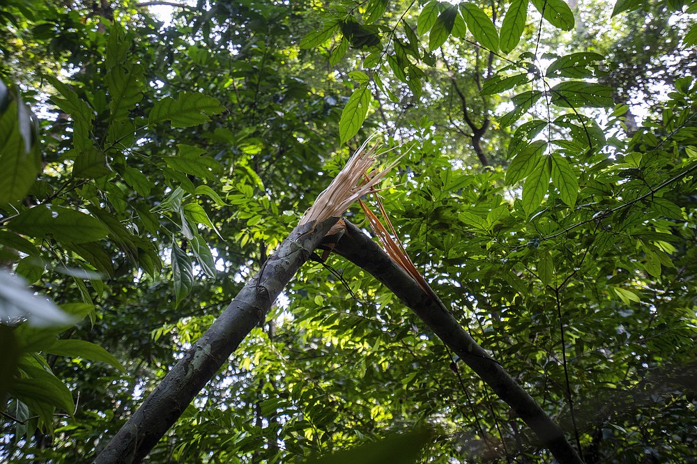 A broken branch signals the proximity of elephants in Gabon's Pongara National Park dense forest, on March 9, 2020. Gabon holds about 95,000 African forest elephants, according to results of a survey by the Wildlife Conservation Society and the National Agency for National Parks of Gabon, using DNA extracted from dung. Previous estimates put the population at between 50,000 and 60,000 or about 60% of remaining African forest elephants. (AP Photo/Jerome Delay)
