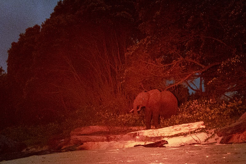 Lit by a red light, a rare forest elephant is photographed in Gabon's Pongara National Park forest, on March 11, 2020. Gabon holds about 95,000 African forest elephants, according to results of a survey by the Wildlife Conservation Society and the National Agency for National Parks of Gabon, using DNA extracted from dung. Previous estimates put the population at between 50,000 and 60,000 or about 60% of remaining African forest elephants. (AP Photo/Jerome Delay)