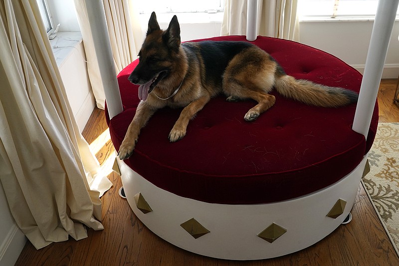 German Shepherd Gunther VI sits on a lavish round, red velvet bed overlooking Biscayne Bay in the house formally owned by pop star Madonna, Monday, Nov. 15, 2021, in Miami. Gunther VI inherited his vast fortune, including the 9-bedroom waterfront home once owned by the Material Girl from his grandfather Gunther IV. The estate, purchased 20 years ago from the pop star, was listed for sale Wednesday. (AP Photo/Lynne Sladky)